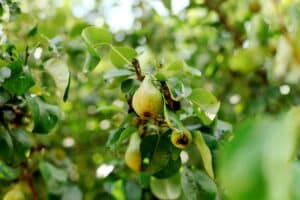 Pear tree. Ripe pears on a tree in a garden