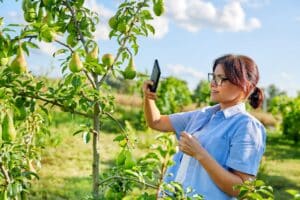 Woman gardener in an orchard taking photo of ripening pears on tree