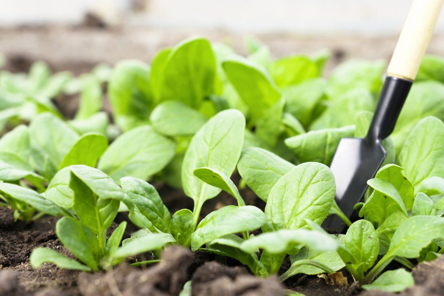 Zahrada v březnu 16 Špenát (Spinacia oleracea)