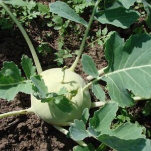 Kedluben (Brassica oleracea convar. acephala var. gongylodes)