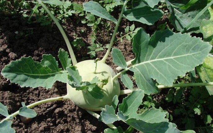 Kedluben (Brassica oleracea convar. acephala var. gongylodes)