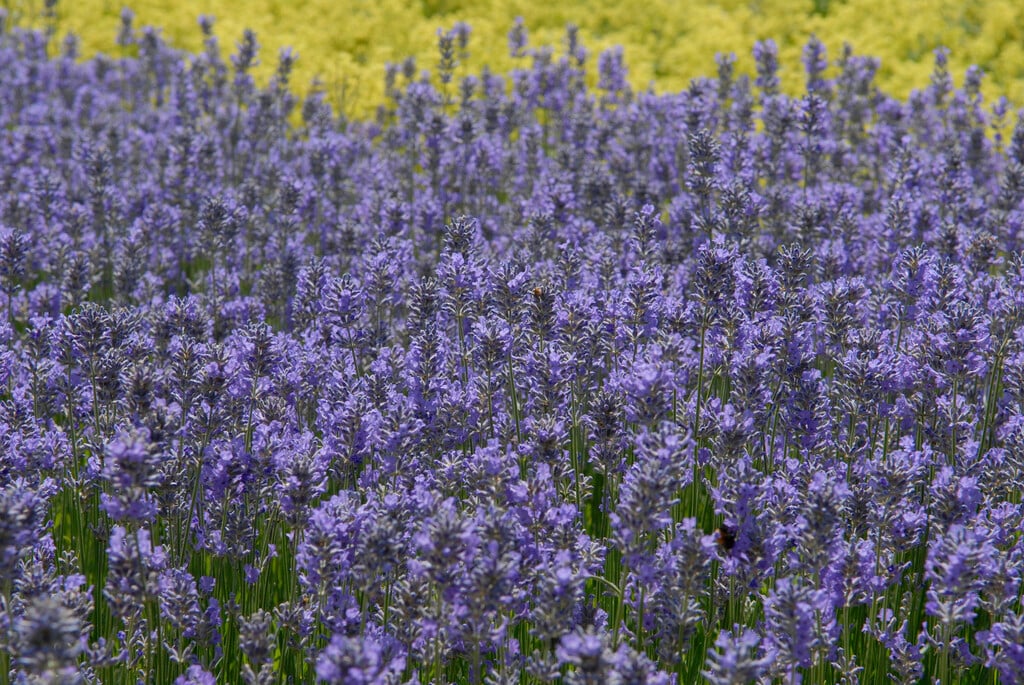 Levandule 949 Lavandula angustifolia
