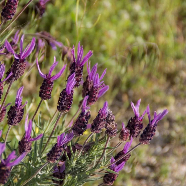 Levanduľa hlávkovitá (Lavandula stoechas) s chocholom fialových listeňov nad súkvetím