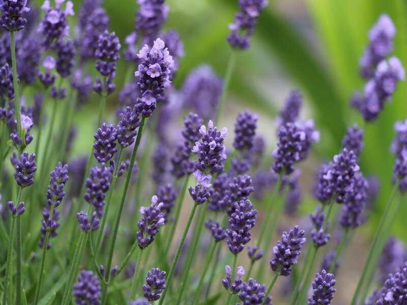 Levandule 947 Levandule lékařská (Lavandula angustifolia)