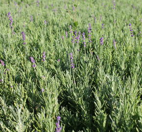 Levandule 948 Levandule širokolistá (Lavandula latifolia)