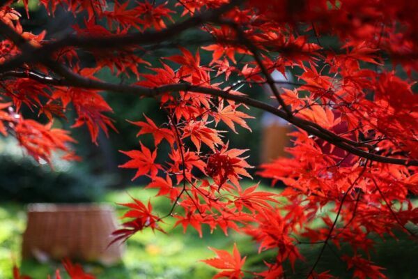 Keře 5 Sytě červené listy japonského javoru (Acer palmatum)