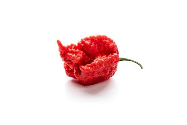 Carolina Reaper – die schärfste Chilischote der Welt