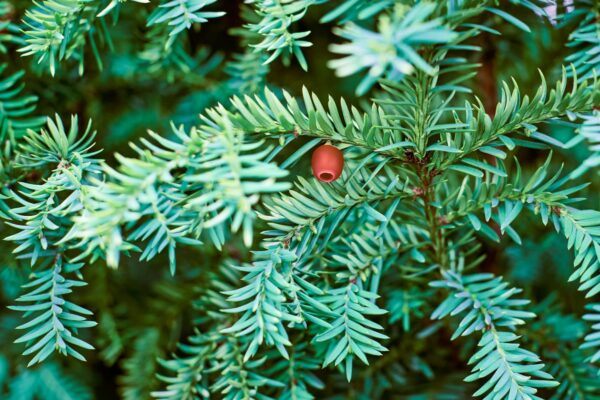 Keře 13 Tis červený (Taxus baccata) s tmavými jehlicemi a červenými plody
