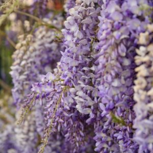 Flowers of wisteria