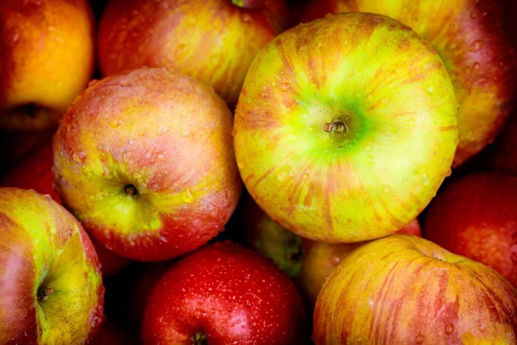 Nejchutnějí odrůdy jabloní honeycrisp