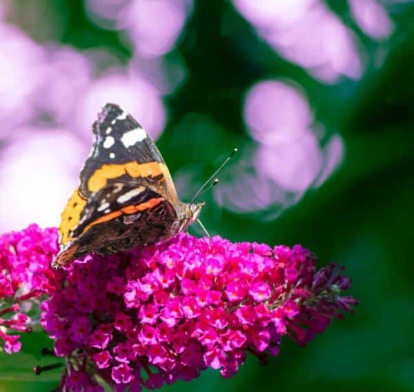 Keře 11 Babočka admirál na květenství motýlího keře (Buddleja)