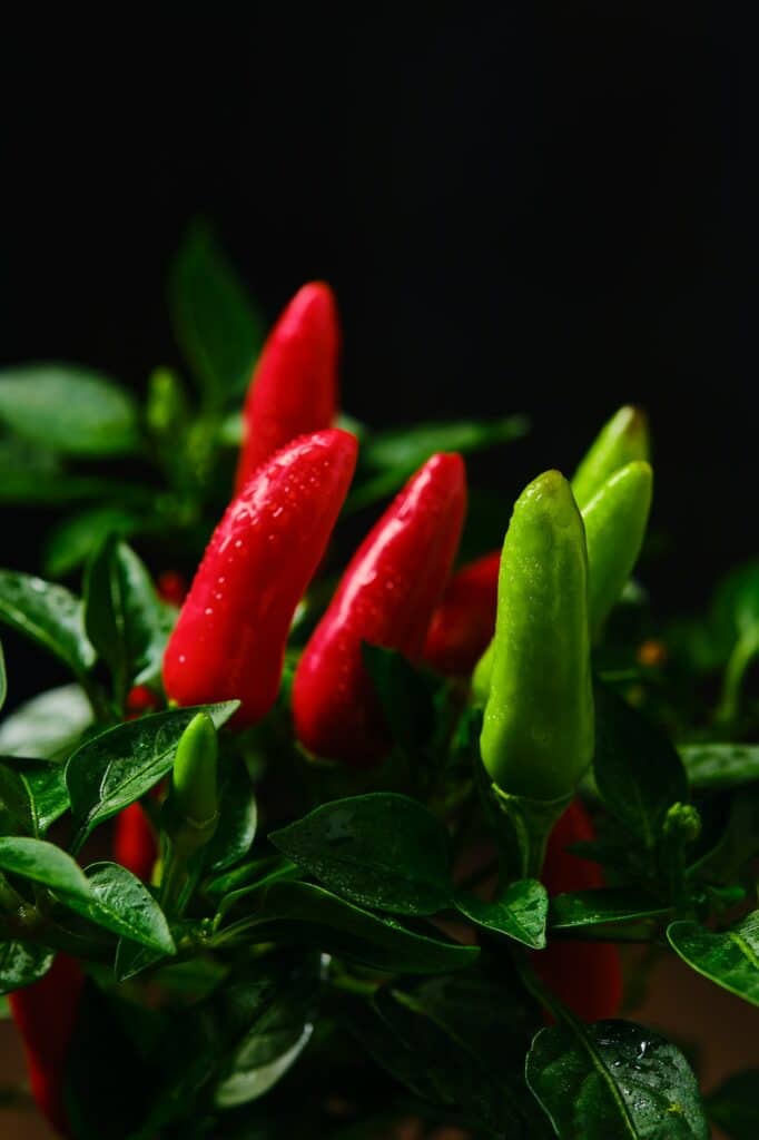 Grüne Jalapeño-Chilischote im Topf gezogen