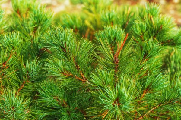 Keře 15 Jehlice keřové borovice kleče (Pinus pumila) zblízka