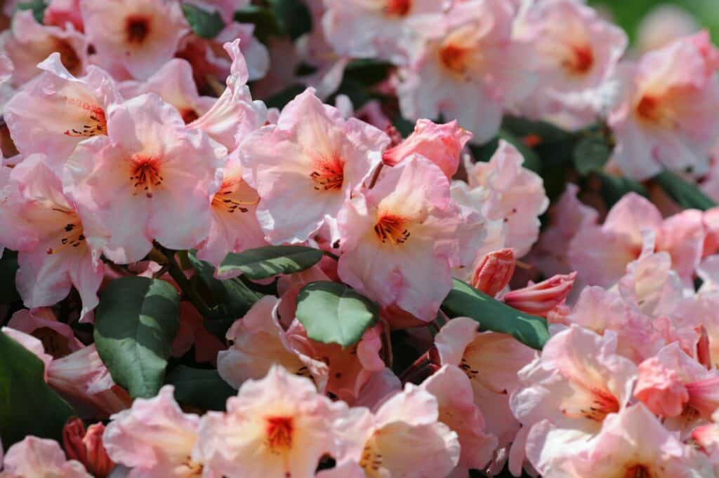 okrasné keře neopadavé rododendron pink flower