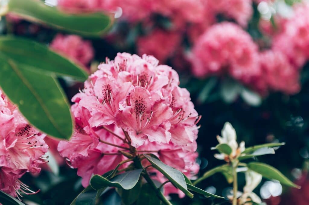 Rododendron růžový