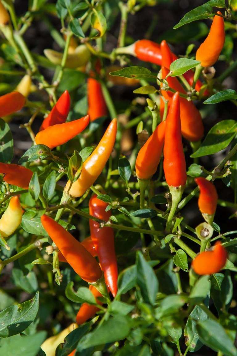 Chilli papričky 3 Chilli papričky