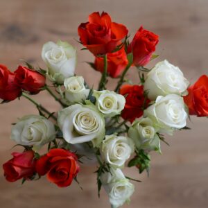 růže červené bílé