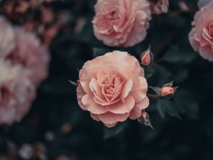 roses in the garden e1683113858851