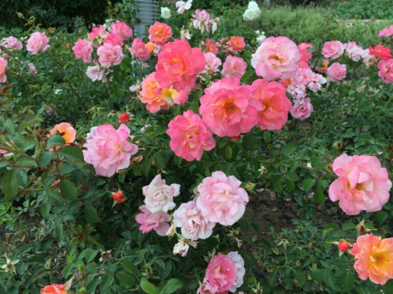 Růže na zahradě