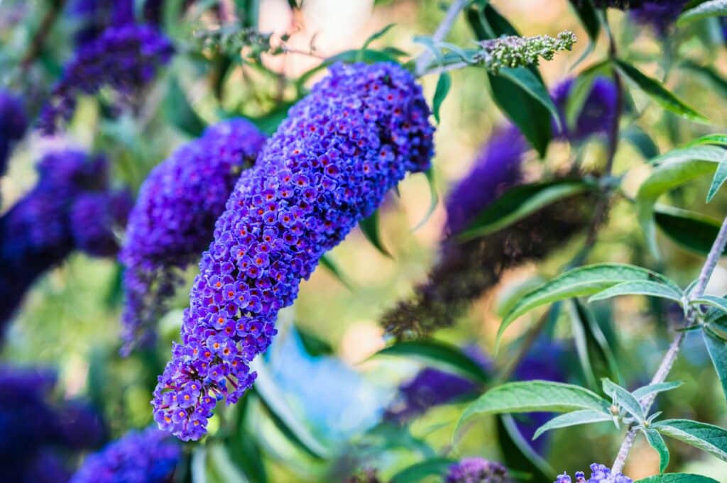Selective focus shot of blooming purple Buddleja