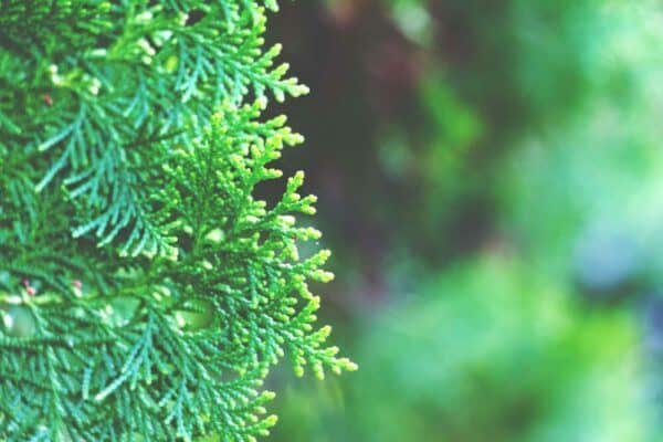 Keře 16 Šupinaté zelené větévky túje (Thuja) zblízka