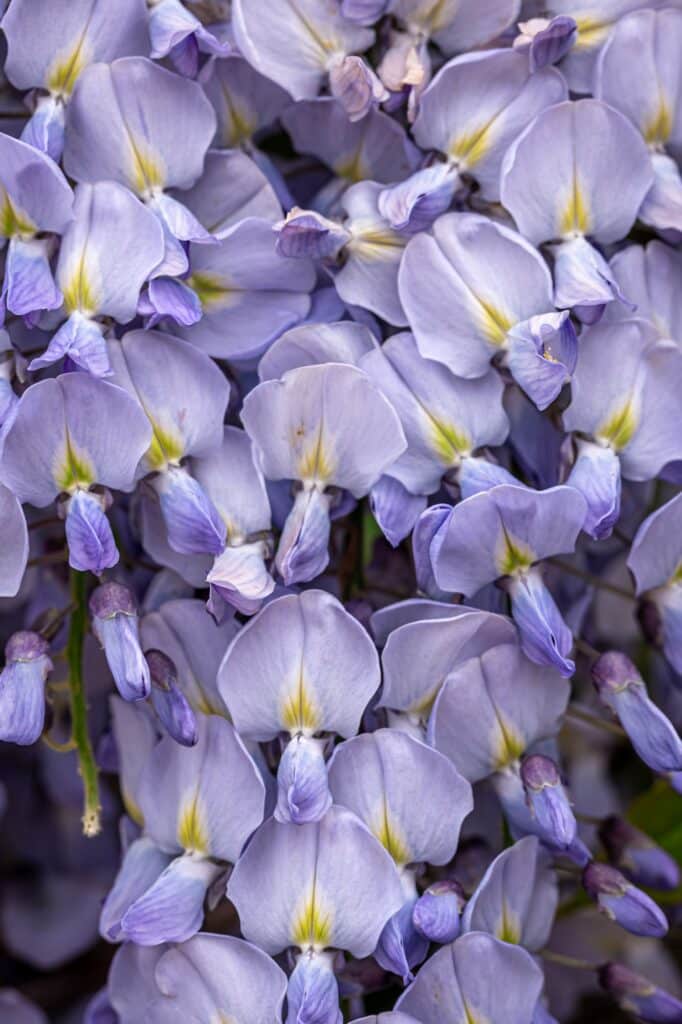 Wisteria tree blooming close up, natural background.