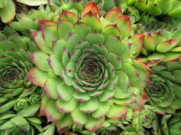 Skalnica strechová (Sempervivum tectorum) tvoriaca husté vankúše z mäsitých ružíc