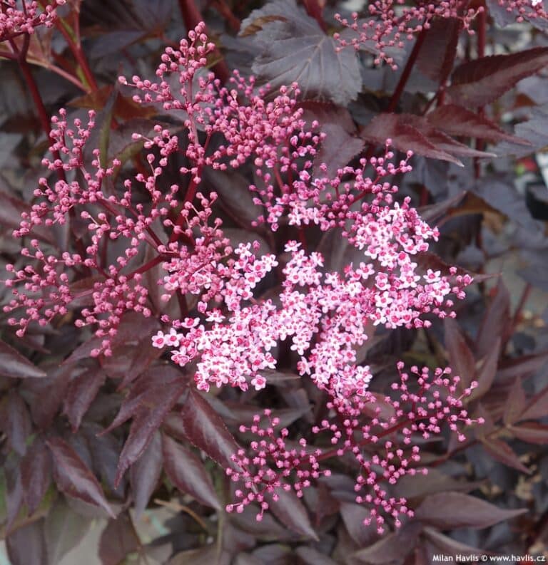 Sambucus nigra - bez čený