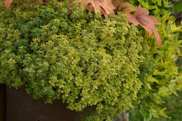 Mateřídouška 1 Mateřídouška citronová (Thymus x citriodorus) se žlutozelenými listy vonícími po citronu