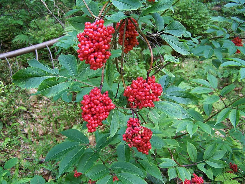 Sambucus racemosa, bez červený ​