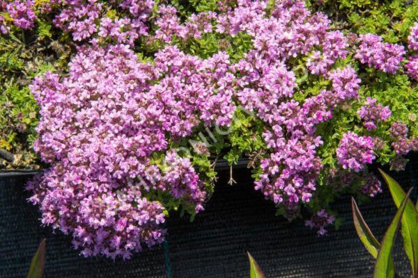 Mateřídouška 2 Mateřídouška Doerflerova (Thymus doerfleri) tvoří šedozelený polštář pokrytý růžovými květy