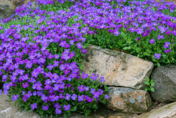 tarička Aubrieta × hybrida — fialový koberec kvetov prepadajúci cez kamene v skalke