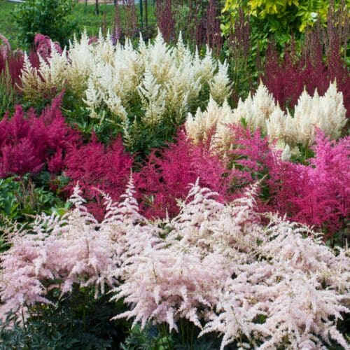 Astilba záhradná (Astilbe × arendsii) s ružovým súkvetím