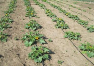 Cuketa (Cucurbita pepo)