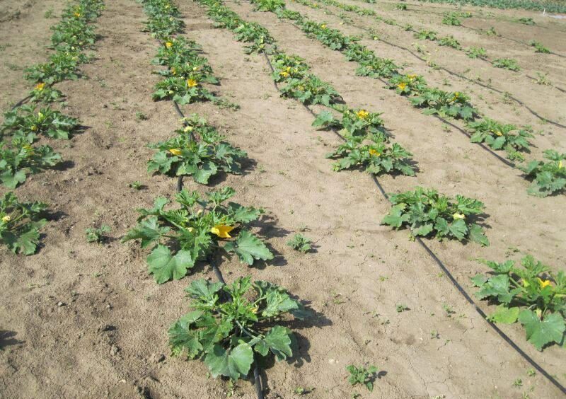 Cuketa (Cucurbita pepo)