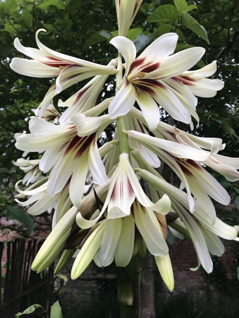 Himalájská lilie Cardiocrinum giganteum