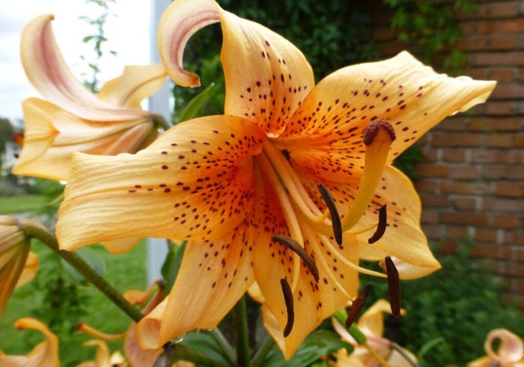 Hybridy lilií ('Glockenspiel')