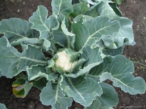 Zahrada jako aktivní odpočinek: plánování, estetika i praktická úprava 12 Květák (Brassica oleracea convar. botrytis var. botrytis)