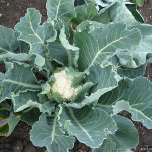 Květák (Brassica oleracea convar. botrytis var. botrytis)