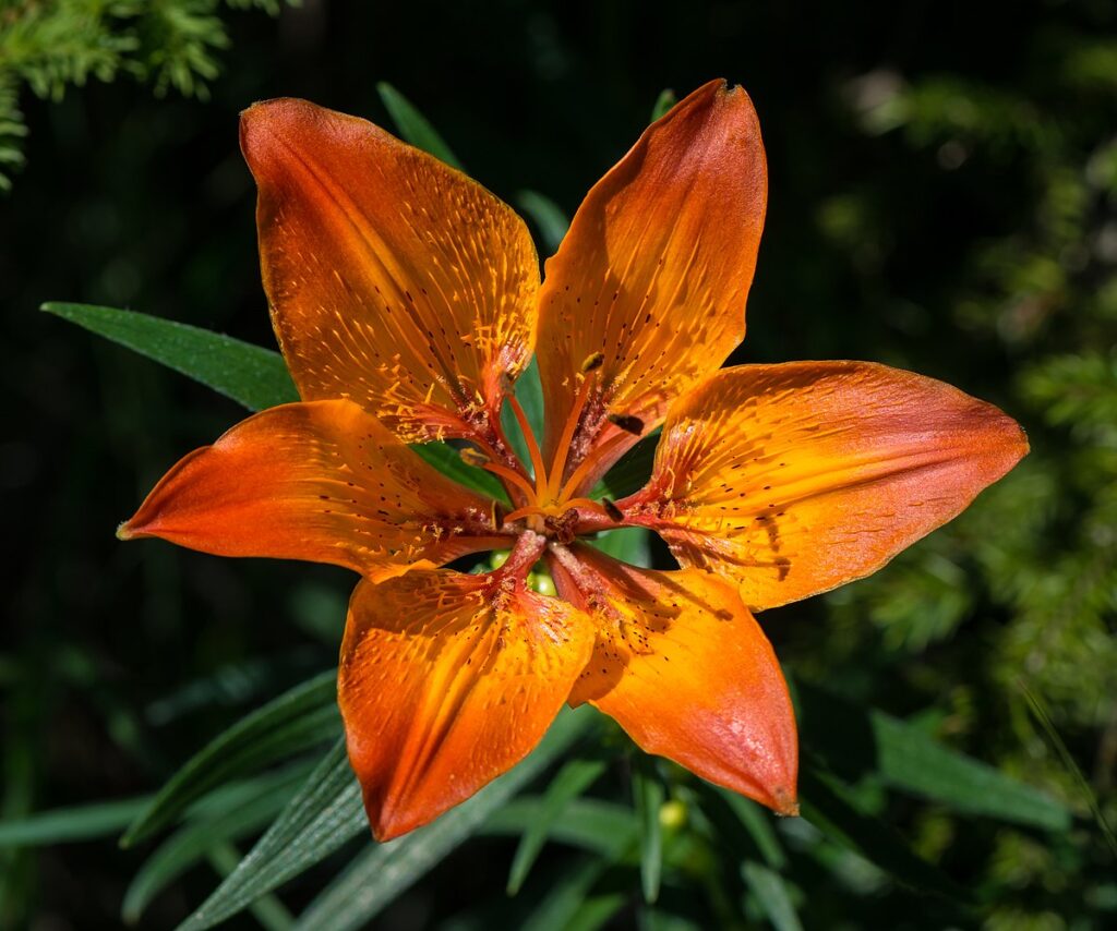 Lilium 'Späte Flamme'