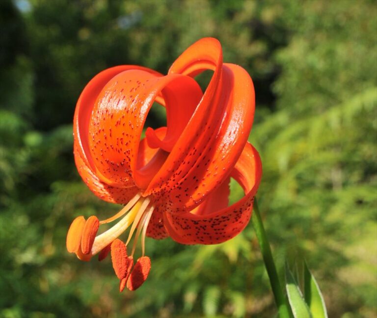 Lilie 4 Lilium chalcedonicum – šarlatově červený květ turbanovitého tvaru