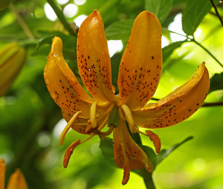 Lilie 5 Lilium hansonii – zlatožlutý květ turbanovitého tvaru