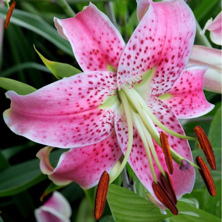 Lilie 2 Lilium speciosum var. rubrum – lilie nádherná s bílými květy a karmínovou kresbou