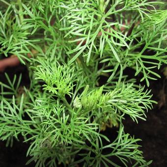 Pelyněk brotan coca cola Artemisia abrotanum var. maritima ´Cola