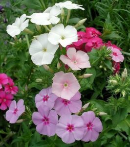 Kvety floxu Drummondovho (Phlox drummondii)