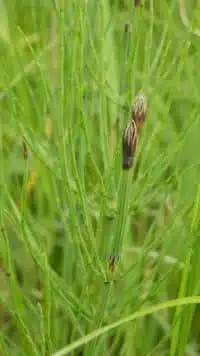 Sumpf-Schachtelhalm (Equisetum palustre) mit grünen Sprossen, die in braunen Sporenähren enden