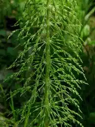 Wald-Schachtelhalm (Equisetum sylvaticum) mit fein und mehrfach verzweigten, überhängenden Seitenzweigen