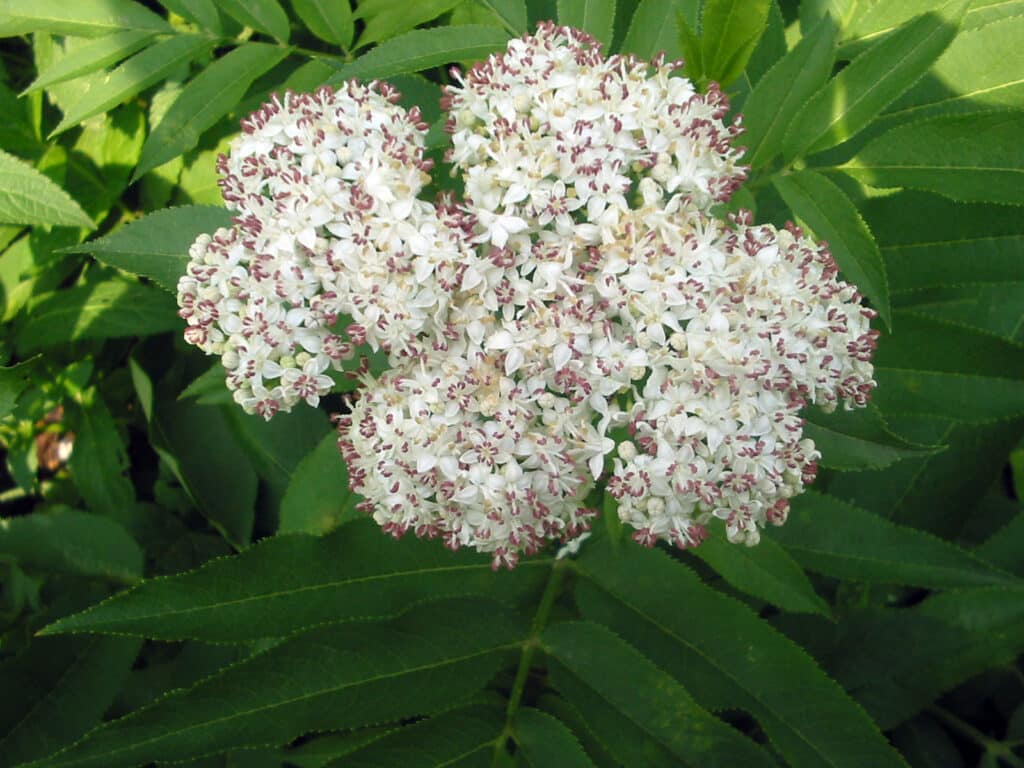 Sambucus ebulus​