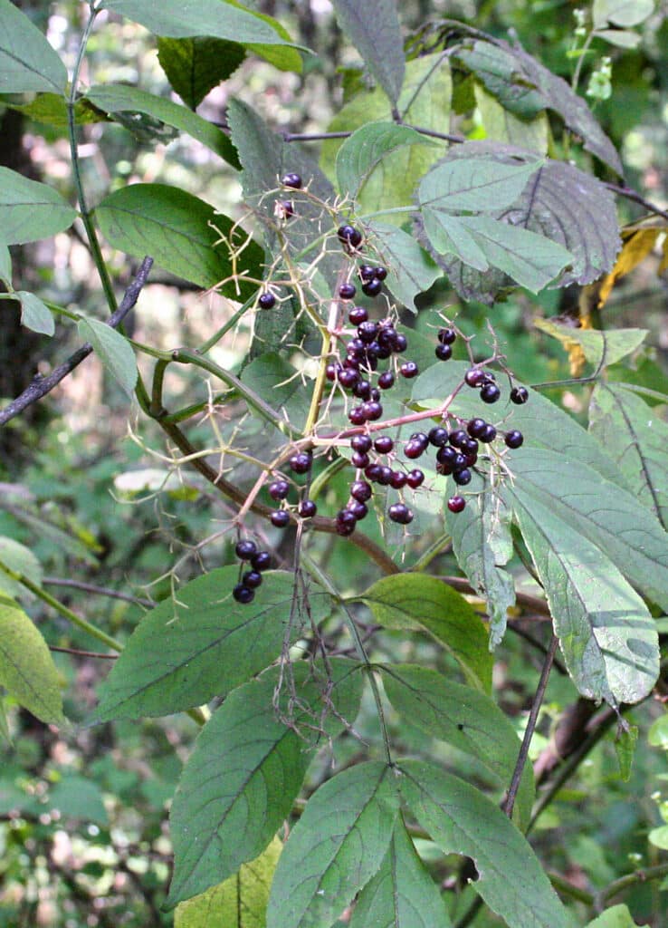 Sambucus canadensis​