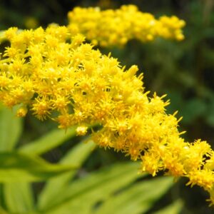 Celik kanadský (Solidago canadensis)​